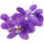 Flores de violeta