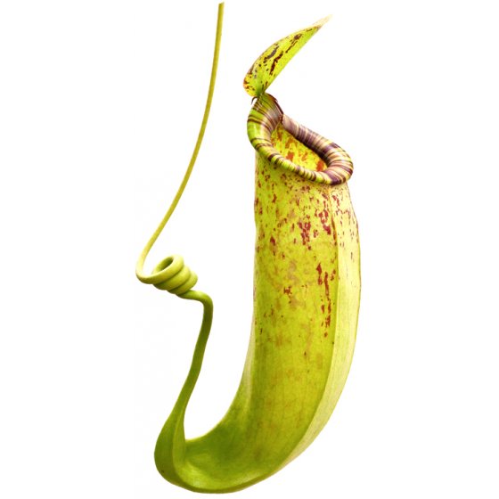 Fiore di carnivoro