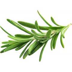 Rosmarino