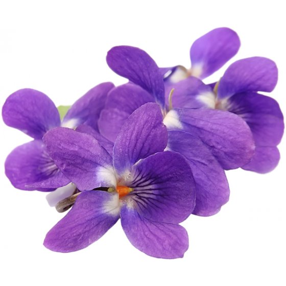 Veilchen