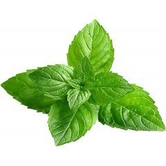 Menta