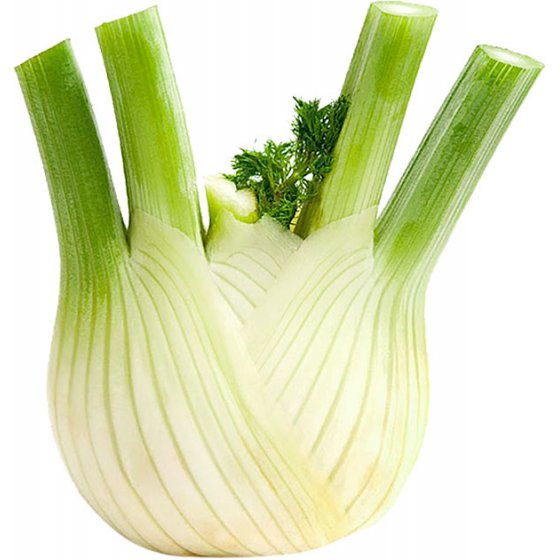 Fennel root