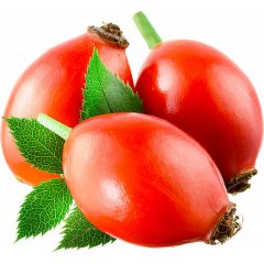 Cinorrodo