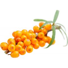 Olivello spinoso