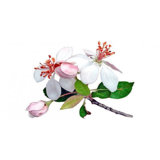 Apfelblüten