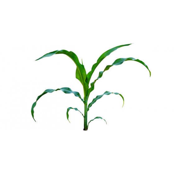 Листья кукурузы